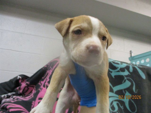 SNICKERDOODLE - American Pit Bull Terrier / Siberian Husky available for adoption