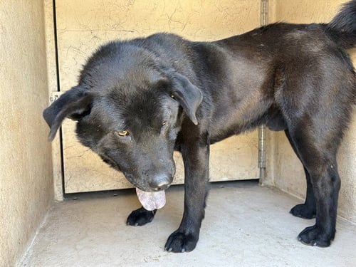 JAYJAY - Chow Chow available for adoption