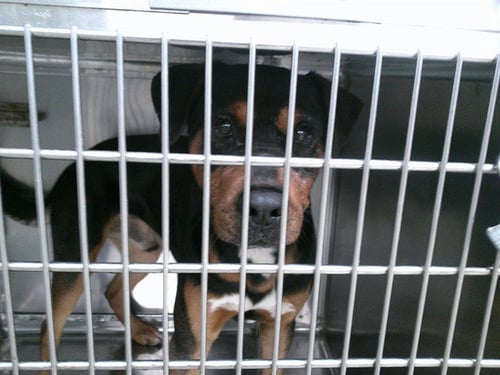 EDDIE - Rottweiler available for adoption