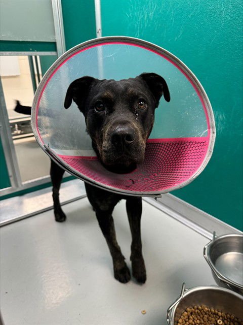 MO - Rottweiler available for adoption