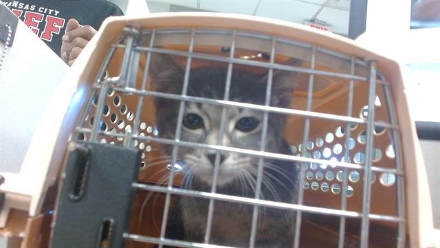 A468513 - Domestic Short Hair available for adoption