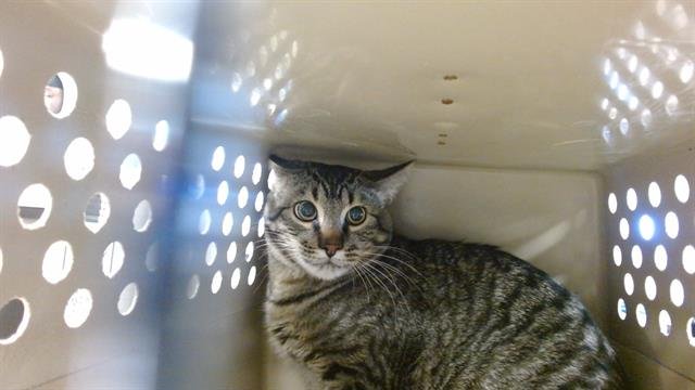 NINO - Domestic Short Hair available for adoption