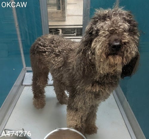 A474276 - Poodle (Standard) available for adoption