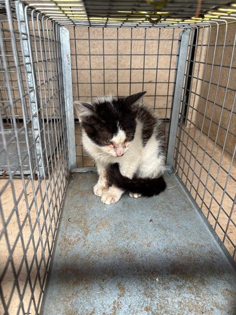 SMASH - Domestic Short Hair available for adoption