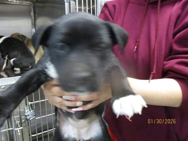 A469095 - American Pit Bull Terrier available for adoption