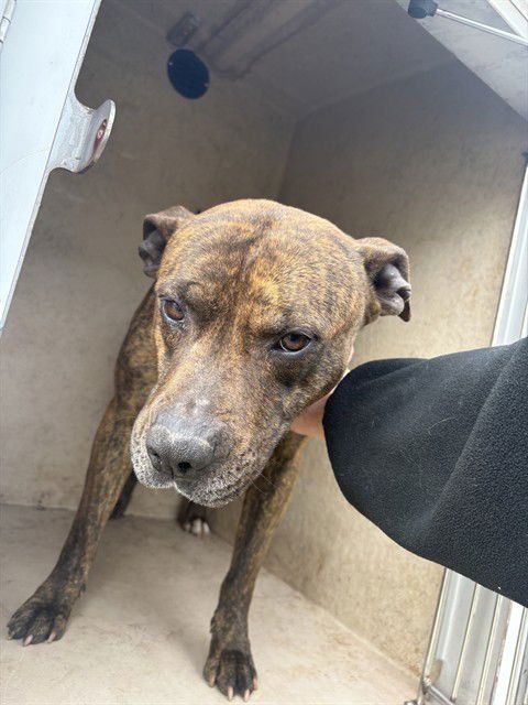 COWBOY - Pit Bull Terrier available for adoption