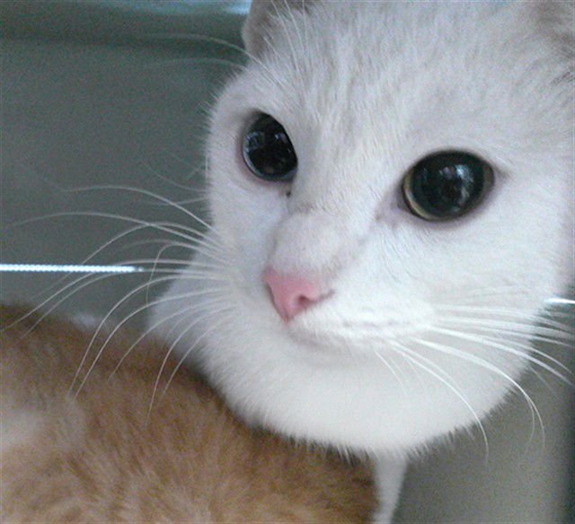 A467835 - Domestic Short Hair available for adoption