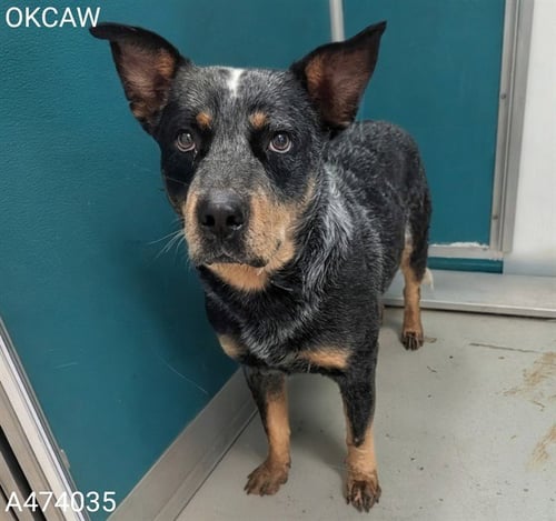 DAKOTA - Australian Cattle Dog/Blue Heeler available for adoption