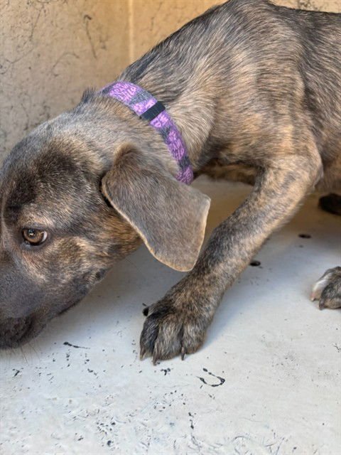 A469413 - Pit Bull Terrier available for adoption