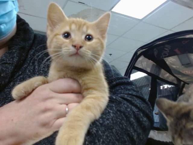 MANGO - Domestic Medium Hair available for adoption