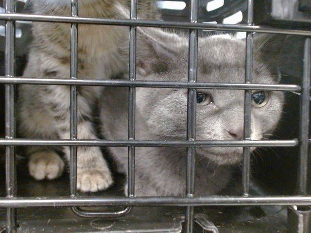 A469036 - Domestic Short Hair available for adoption