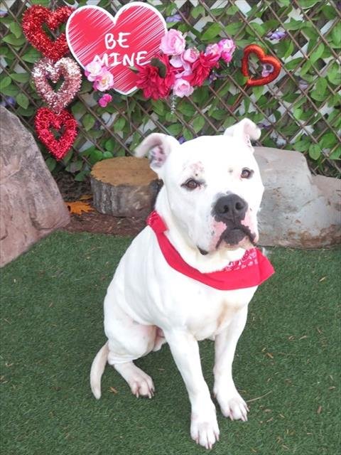 MELO - Dogo Argentino available for adoption