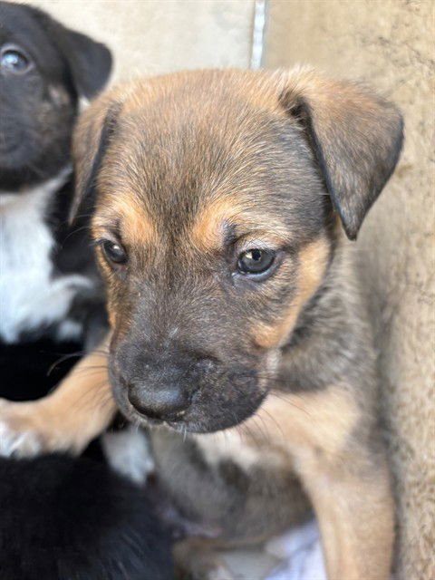 REESES - Mastiff available for adoption