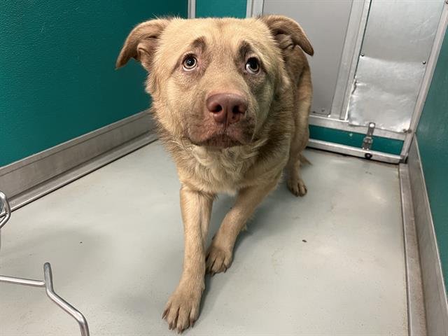 BENNY - Australian Shepherd available for adoption