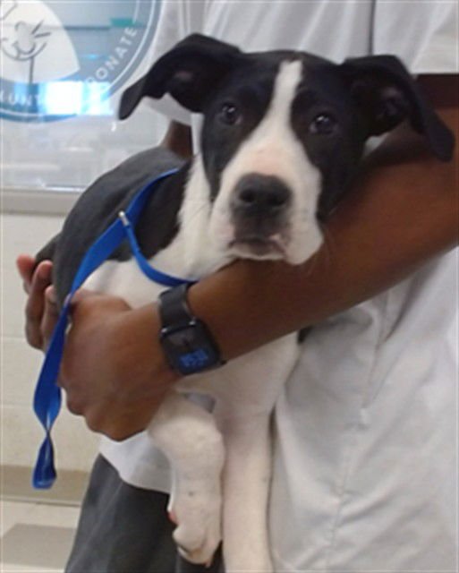 A469984 - Great Dane available for adoption