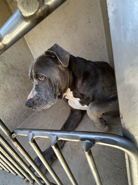 BLUE - Pit Bull Terrier available for adoption