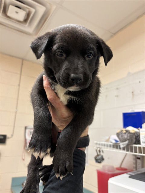 BAJA BLAST - Pit Bull Terrier available for adoption