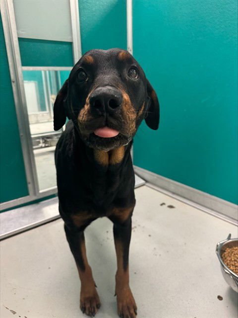 TRIXIE - Rottweiler available for adoption