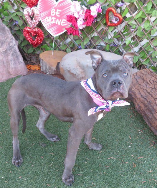 SPARKLE - American Pit Bull Terrier available for adoption