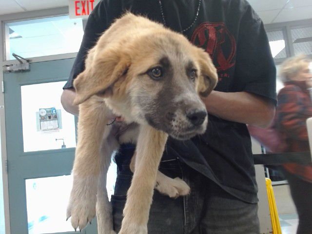 SADIE - Anatolian Shepherd available for adoption