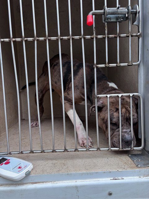 KAT - Bulldog / Catahoula Leopard Dog available for adoption