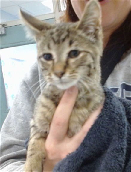 PEEP - Domestic Short Hair available for adoption