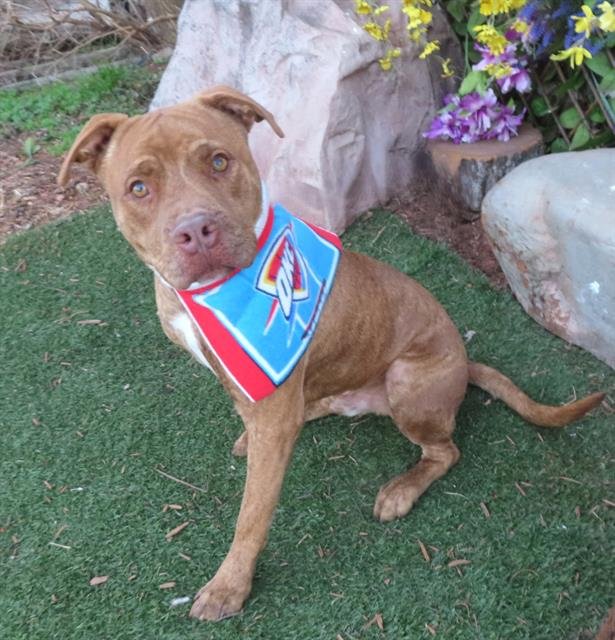 ROWAN - American Pit Bull Terrier available for adoption