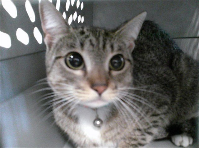 SHANNON - Domestic Short Hair available for adoption