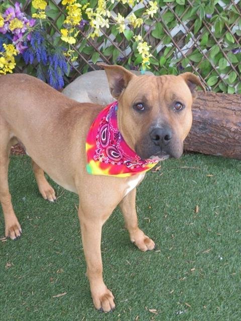 REX - Pit Bull Terrier for adoption in Oklahoma City