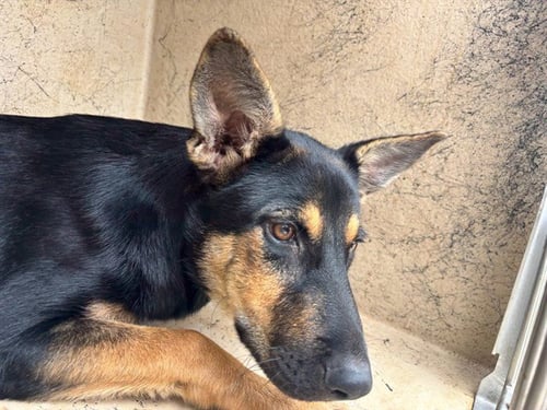 BAILEY - German Shepherd Dog available for adoption