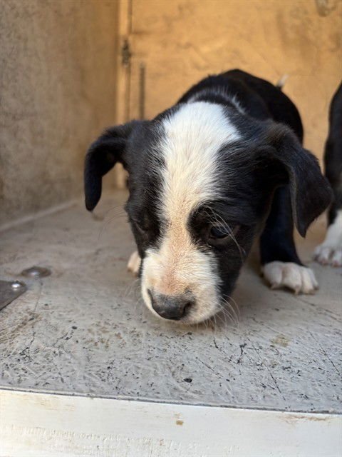 A468694 - Pit Bull Terrier available for adoption
