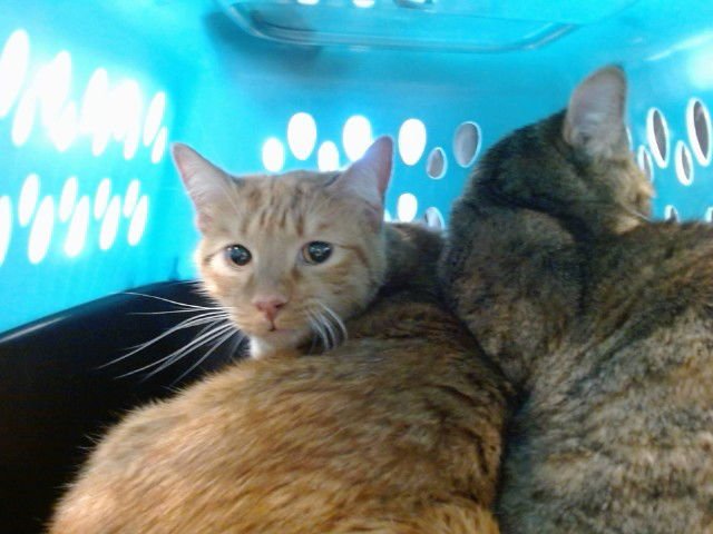 OMLETTE - Domestic Short Hair available for adoption