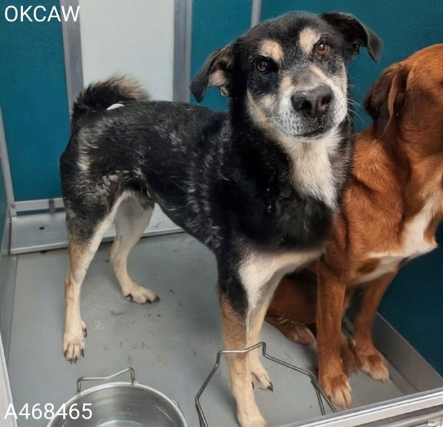 SHERLOCK - Siberian Husky available for adoption