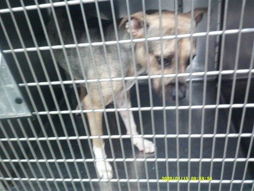 A467264 - Pit Bull Terrier available for adoption