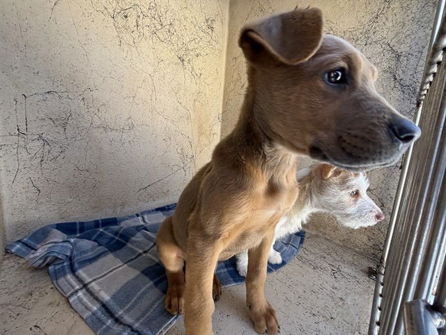 A468972 - Pit Bull Terrier available for adoption