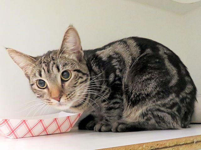 MARBLES - Domestic Short Hair available for adoption