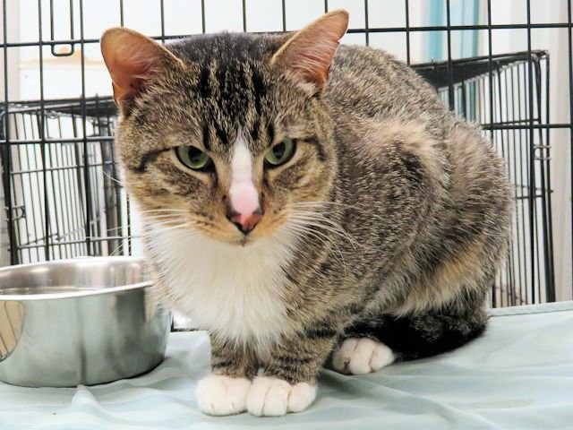 POOKIE - Domestic Short Hair available for adoption