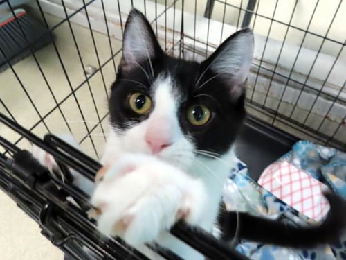 DAY LILLY - Domestic Short Hair for adoption in Norman