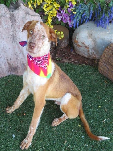 CODY - Hound available for adoption