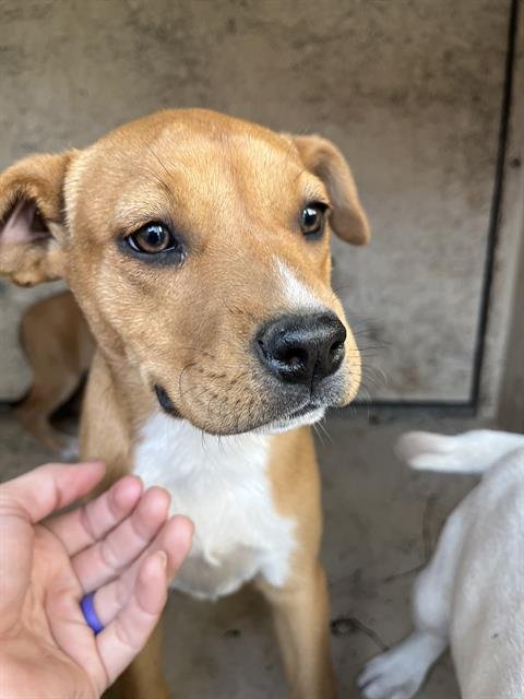 PRETZEL - Pit Bull Terrier available for adoption