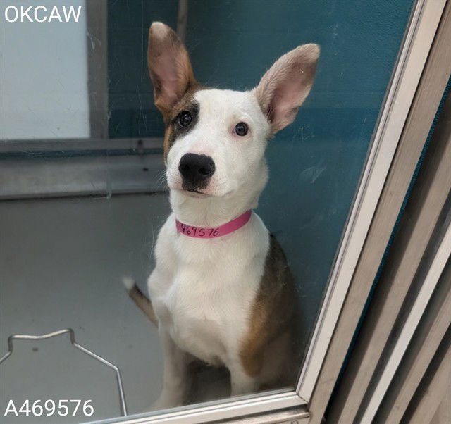 MARLEY - Bull Terrier available for adoption