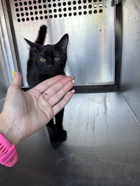 A480270 - Domestic Short Hair for adoption in Norman