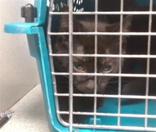 A468141 - Domestic Short Hair available for adoption