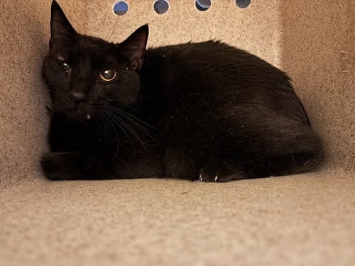 A474137 - Domestic Short Hair for adoption in Oklahoma City