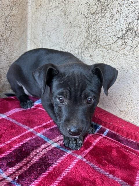 A468353 - Australian Cattle Dog/Blue Heeler available for adoption