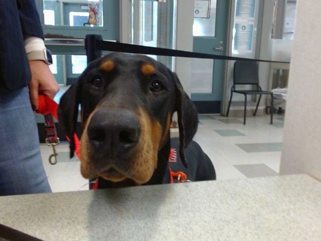 A468607 - Doberman Pinscher available for adoption