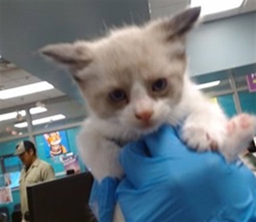 A474729 - Siamese available for adoption