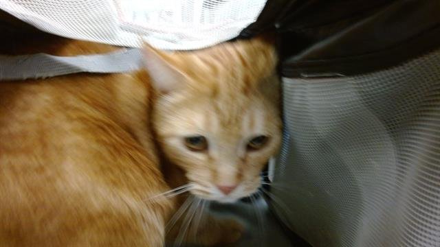 PUMPKIN - Domestic Short Hair available for adoption