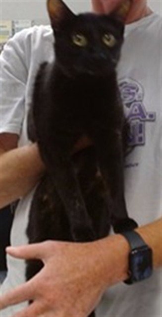 A475614 - Domestic Short Hair for adoption in Norman