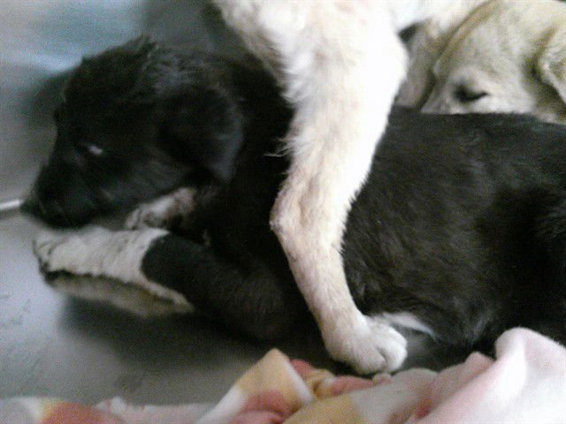 A469428 - Terrier available for adoption